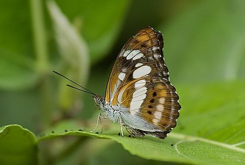 Athyma nefte